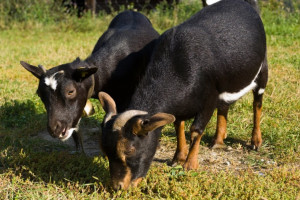 Tiere