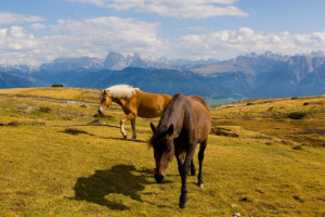Tiere